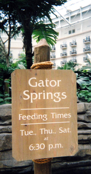 Gator Springs Feeding Times
