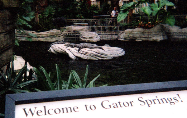 Welcome to Gator Springs!